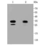 Anti-CDK2 Antibody from Bioworld Technology (BS9875M) - Antibodies.com