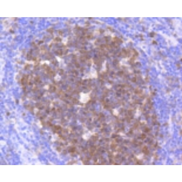 Anti-CDK2 Antibody from Bioworld Technology (BS9875M) - Antibodies.com