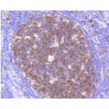 Anti-CDK2 Antibody from Bioworld Technology (BS9875M) - Antibodies.com