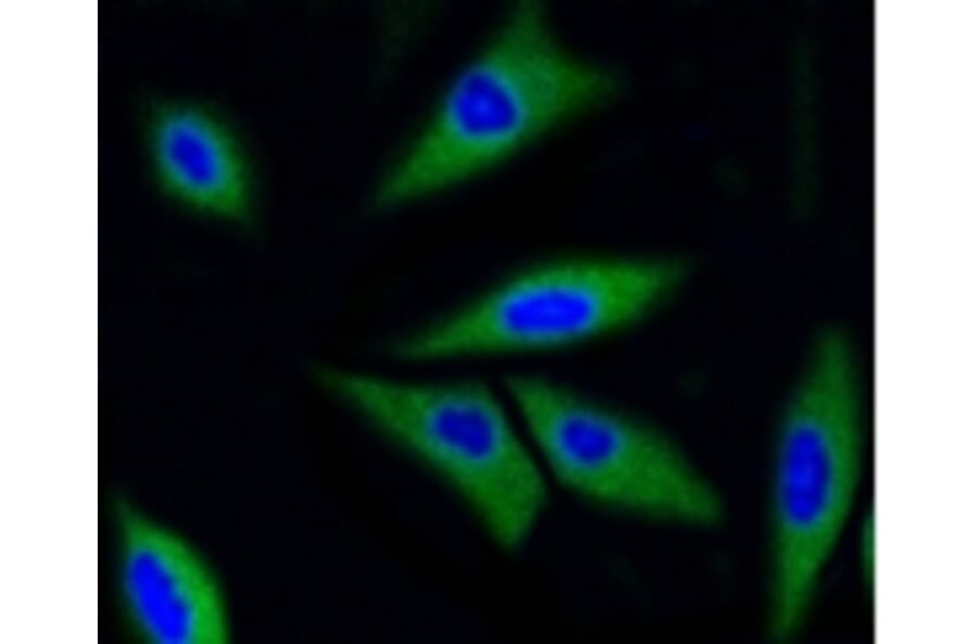 Anti-CDK2 Antibody from Bioworld Technology (BS9875M) - Antibodies.com