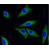 Anti-CDK2 Antibody from Bioworld Technology (BS9875M) - Antibodies.com