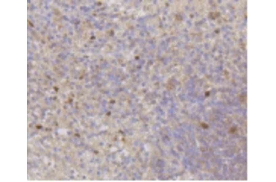 Anti-CDK2 Antibody from Bioworld Technology (BS9875M) - Antibodies.com