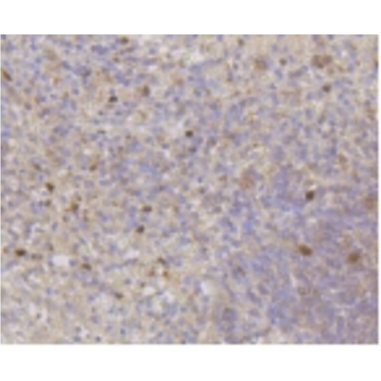 Anti-CDK2 Antibody from Bioworld Technology (BS9875M) - Antibodies.com