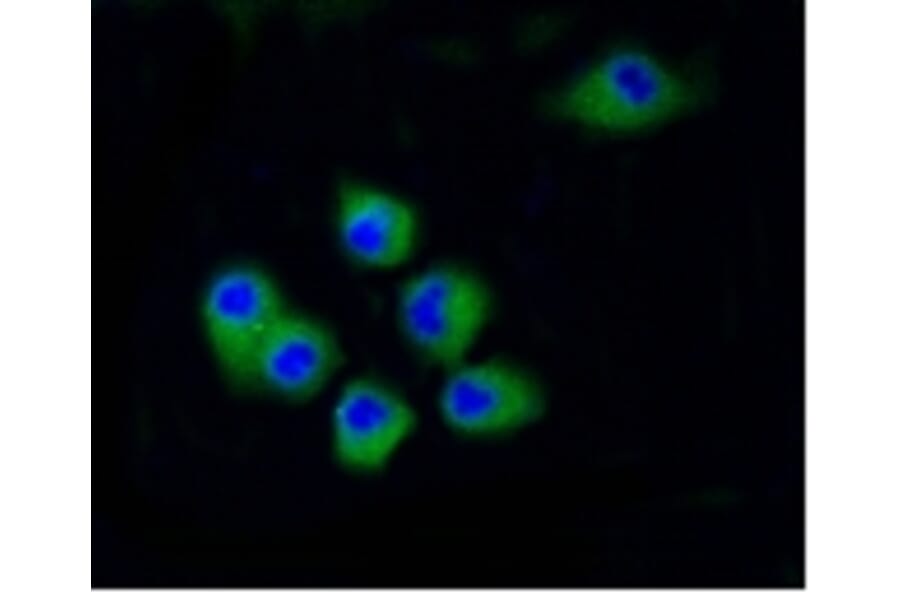 Anti-CDK2 Antibody from Bioworld Technology (BS9875M) - Antibodies.com