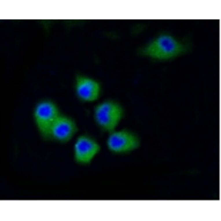 Anti-CDK2 Antibody from Bioworld Technology (BS9875M) - Antibodies.com