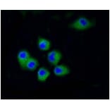 Anti-CDK2 Antibody from Bioworld Technology (BS9875M) - Antibodies.com