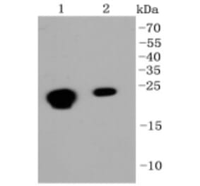 Anti-CBX5 Antibody from Bioworld Technology (BS9876M) - Antibodies.com
