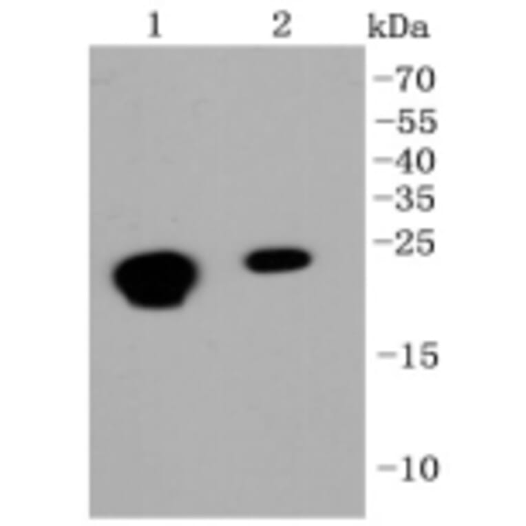 Anti-CBX5 Antibody from Bioworld Technology (BS9876M) - Antibodies.com