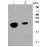 Anti-CBX5 Antibody from Bioworld Technology (BS9876M) - Antibodies.com