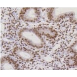 Anti-CBX5 Antibody from Bioworld Technology (BS9876M) - Antibodies.com