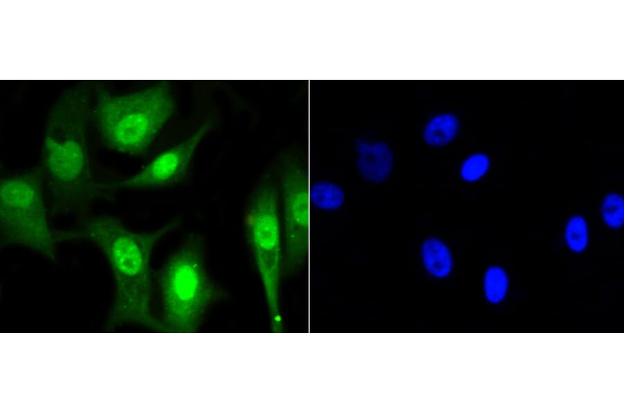 Anti-CBX5 Antibody from Bioworld Technology (BS9876M) - Antibodies.com