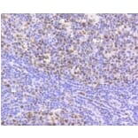 Anti-CBX5 Antibody from Bioworld Technology (BS9876M) - Antibodies.com