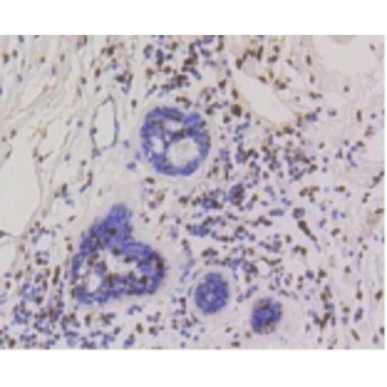 Anti-CBX5 Antibody from Bioworld Technology (BS9876M) - Antibodies.com