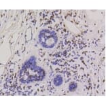 Anti-CBX5 Antibody from Bioworld Technology (BS9876M) - Antibodies.com