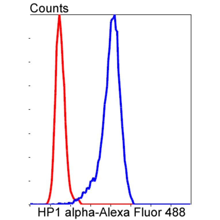 Anti-CBX5 Antibody from Bioworld Technology (BS9876M) - Antibodies.com