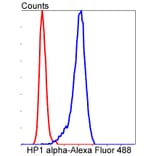 Anti-CBX5 Antibody from Bioworld Technology (BS9876M) - Antibodies.com
