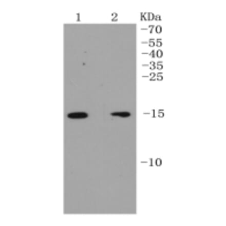 Anti-p16 ARC Antibody from Bioworld Technology (BS9877M) - Antibodies.com