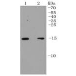 Anti-p16 ARC Antibody from Bioworld Technology (BS9877M) - Antibodies.com