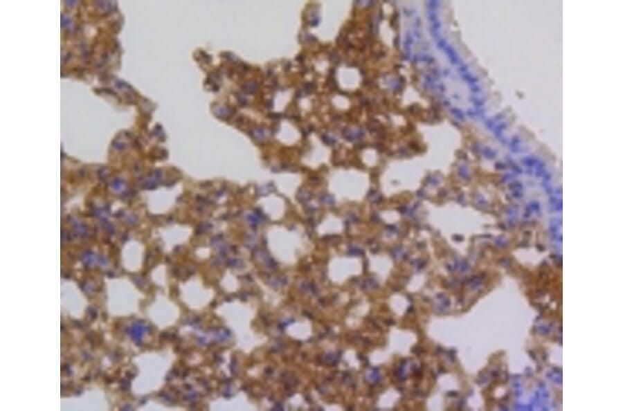 Anti-p16 ARC Antibody from Bioworld Technology (BS9877M) - Antibodies.com