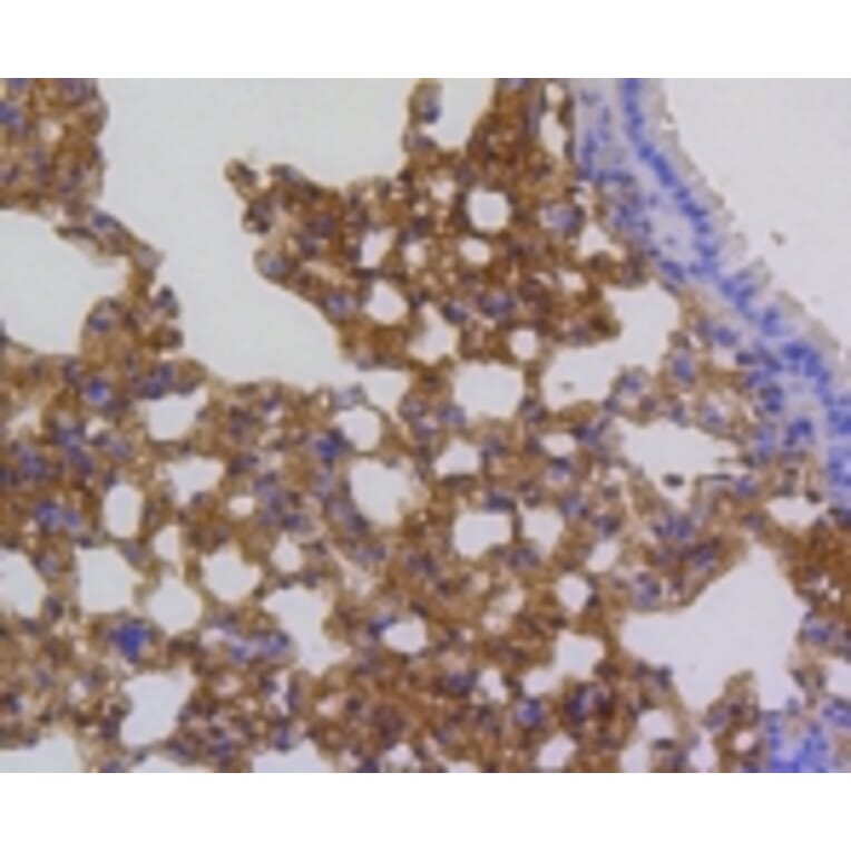 Anti-p16 ARC Antibody from Bioworld Technology (BS9877M) - Antibodies.com