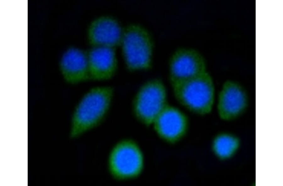 Anti-p16 ARC Antibody from Bioworld Technology (BS9877M) - Antibodies.com