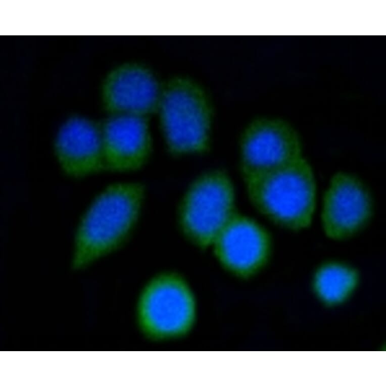 Anti-p16 ARC Antibody from Bioworld Technology (BS9877M) - Antibodies.com