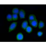 Anti-p16 ARC Antibody from Bioworld Technology (BS9877M) - Antibodies.com