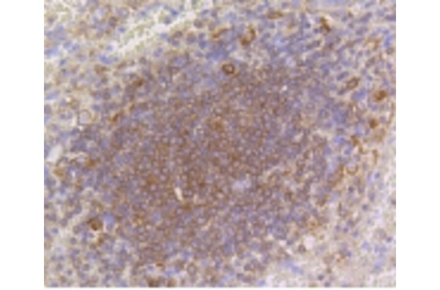 Anti-p16 ARC Antibody from Bioworld Technology (BS9877M) - Antibodies.com
