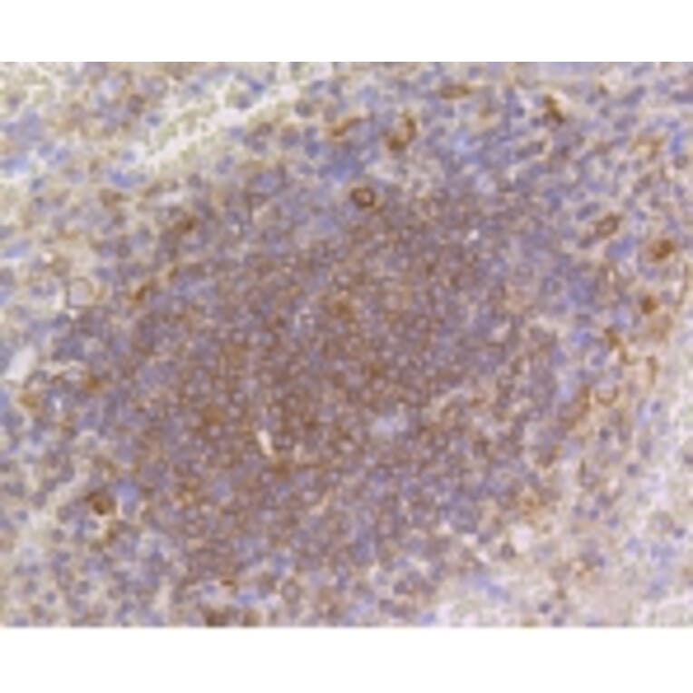 Anti-p16 ARC Antibody from Bioworld Technology (BS9877M) - Antibodies.com