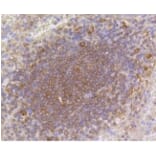 Anti-p16 ARC Antibody from Bioworld Technology (BS9877M) - Antibodies.com