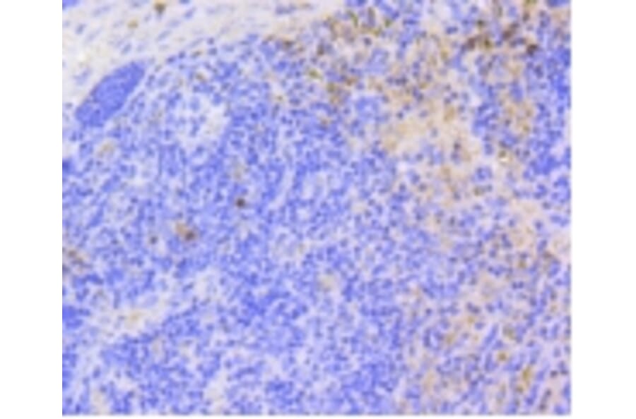 Anti-p16 ARC Antibody from Bioworld Technology (BS9877M) - Antibodies.com