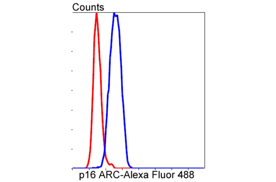 Anti-p16 ARC Antibody from Bioworld Technology (BS9877M) - Antibodies.com