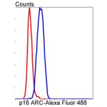 Anti-p16 ARC Antibody from Bioworld Technology (BS9877M) - Antibodies.com