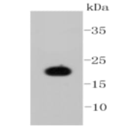 Anti-Caveolin-1 Antibody from Bioworld Technology (BS9878M) - Antibodies.com