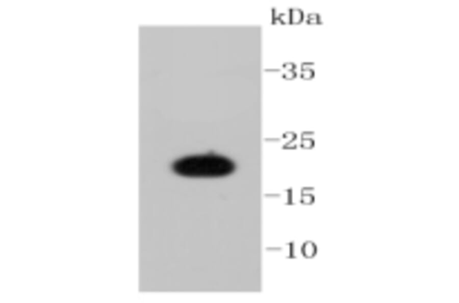 Anti-Caveolin-1 Antibody from Bioworld Technology (BS9878M) - Antibodies.com