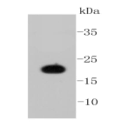 Anti-Caveolin-1 Antibody from Bioworld Technology (BS9878M) - Antibodies.com