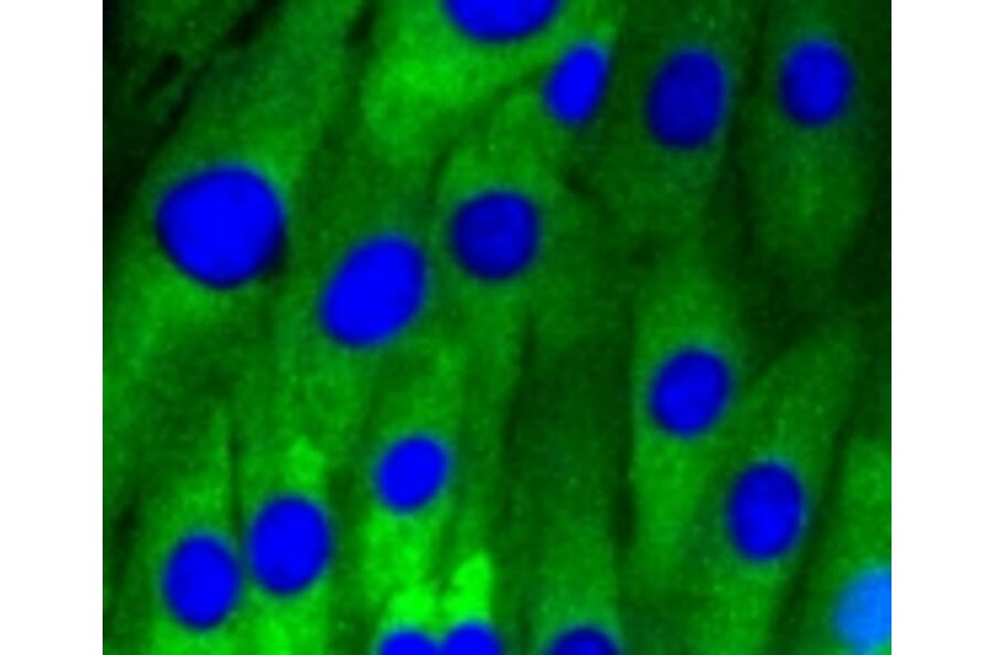 Anti-Caveolin-1 Antibody from Bioworld Technology (BS9878M) - Antibodies.com