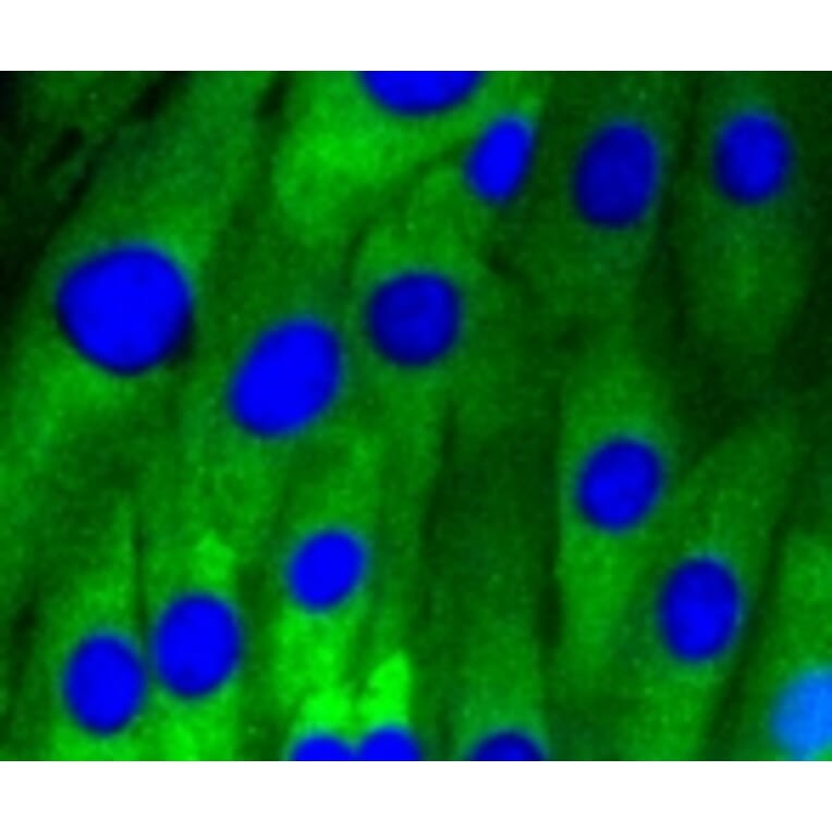 Anti-Caveolin-1 Antibody from Bioworld Technology (BS9878M) - Antibodies.com