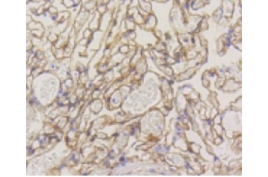 Anti-Caveolin-1 Antibody from Bioworld Technology (BS9878M) - Antibodies.com