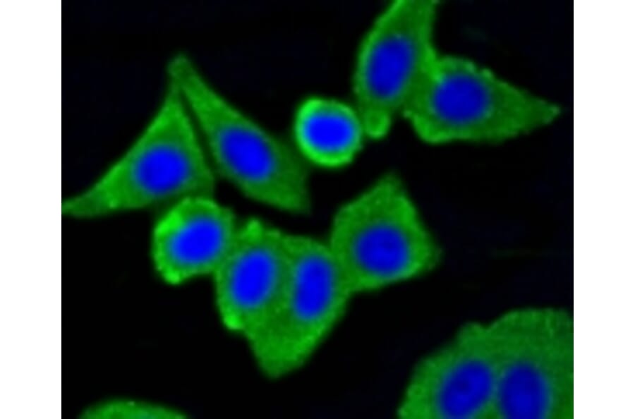 Anti-Caveolin-1 Antibody from Bioworld Technology (BS9878M) - Antibodies.com