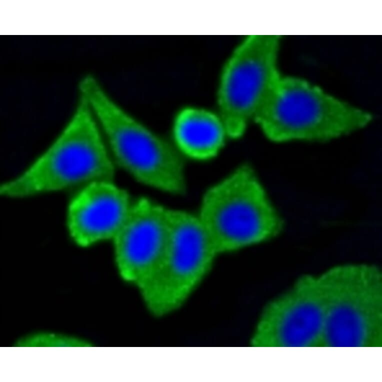 Anti-Caveolin-1 Antibody from Bioworld Technology (BS9878M) - Antibodies.com