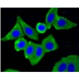 Anti-Caveolin-1 Antibody from Bioworld Technology (BS9878M) - Antibodies.com