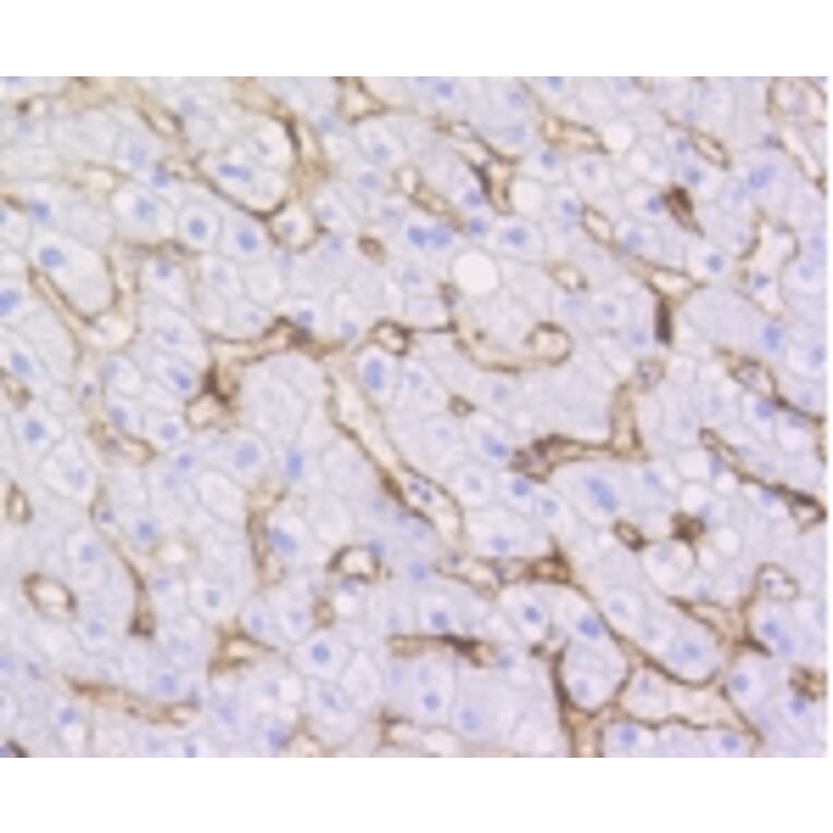 Anti-Caveolin-1 Antibody from Bioworld Technology (BS9878M) - Antibodies.com