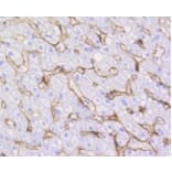 Anti-Caveolin-1 Antibody from Bioworld Technology (BS9878M) - Antibodies.com