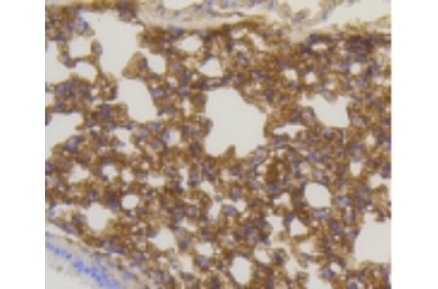 Anti-Caveolin-1 Antibody from Bioworld Technology (BS9878M) - Antibodies.com