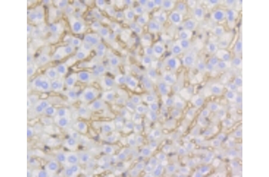 Anti-Caveolin-1 Antibody from Bioworld Technology (BS9878M) - Antibodies.com