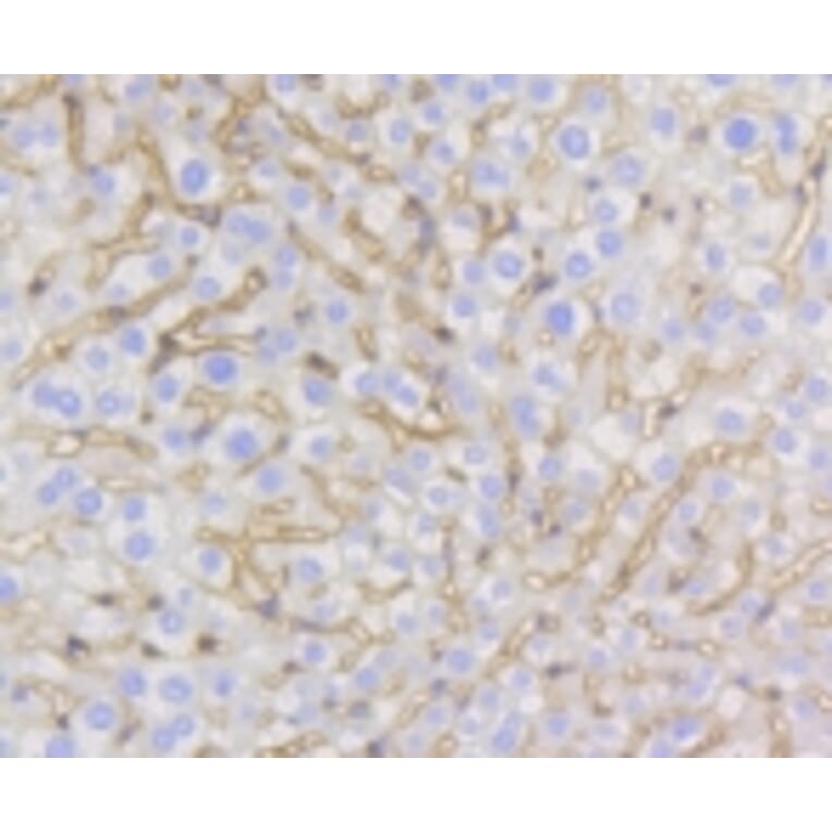 Anti-Caveolin-1 Antibody from Bioworld Technology (BS9878M) - Antibodies.com