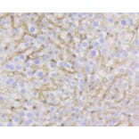 Anti-Caveolin-1 Antibody from Bioworld Technology (BS9878M) - Antibodies.com