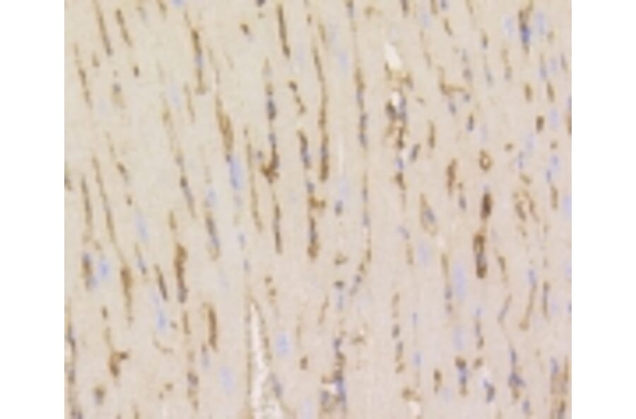 Anti-Caveolin-1 Antibody from Bioworld Technology (BS9878M) - Antibodies.com