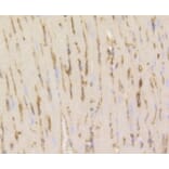 Anti-Caveolin-1 Antibody from Bioworld Technology (BS9878M) - Antibodies.com
